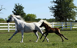 two white and brown horse running on field