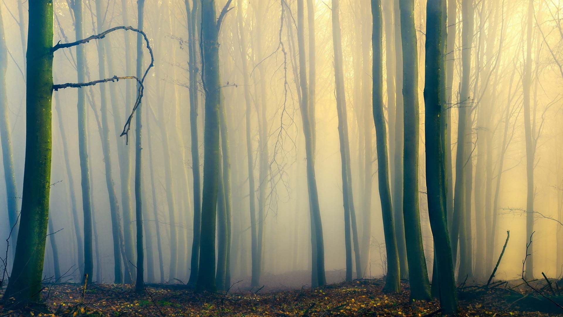 foggy forest during daytime