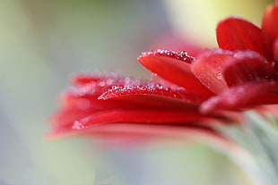 macro photography of red Daisy flower