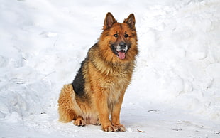 adult black and tan King Shepherd on snow covered area