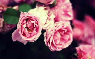 pink petaled flowers, flowers, blurred