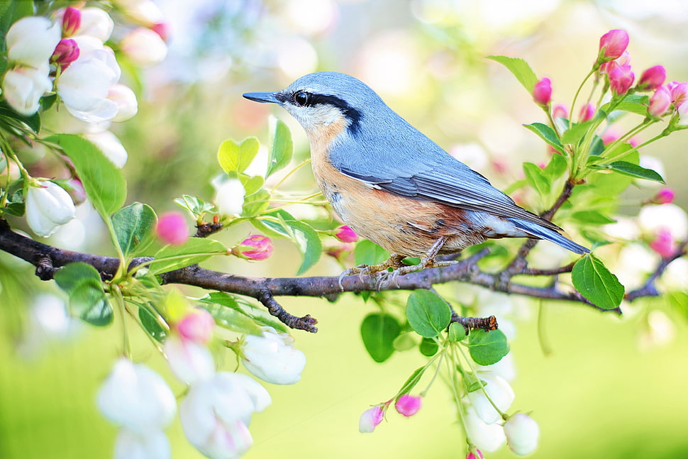 selective focus of gray fish on twigs HD wallpaper