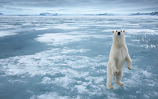 polar bear standing on ice under cloudy sky