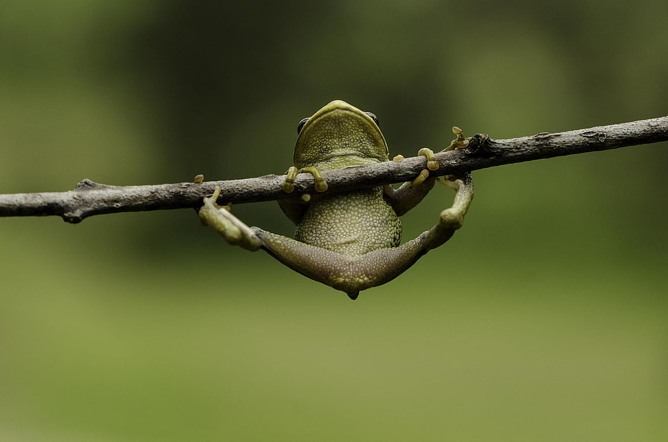 brown and black fish lure, frog HD wallpaper