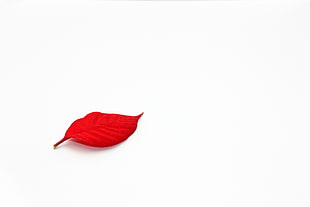 red leaf, leaves, red, white, white background HD wallpaper