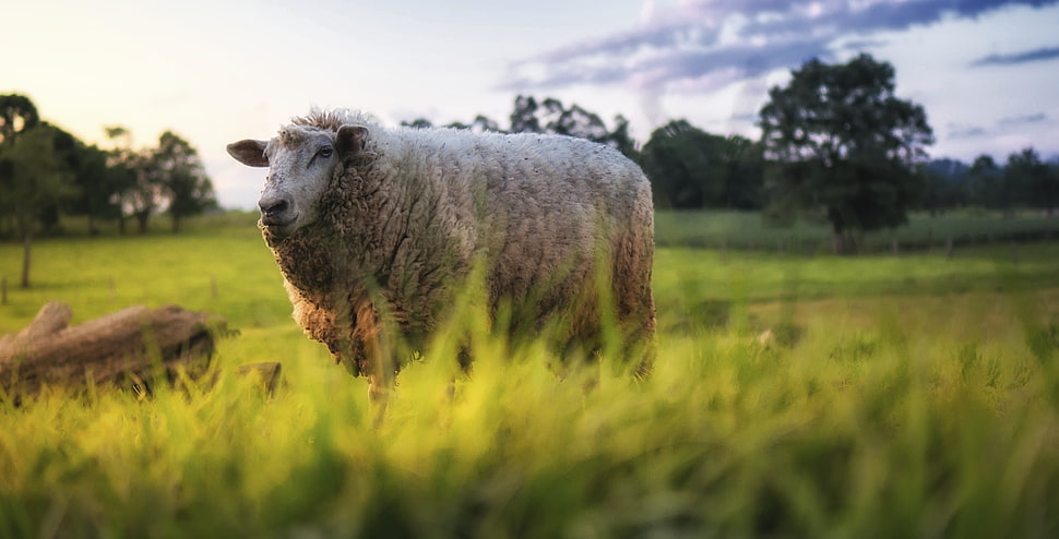 white lamb on grass field at day time HD wallpaper