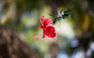 selective focus photo of Hibiscus flower HD wallpaper