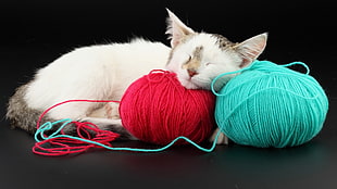 white cat with red and teal yarns photography