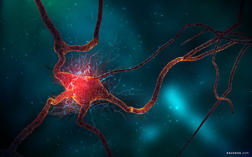 neurons, 3D, digital art HD wallpaper
