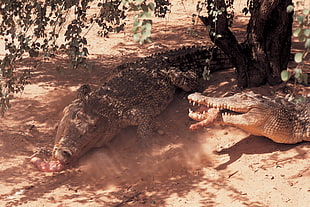 crocodile eating raw meat HD wallpaper
