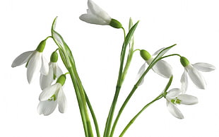 white Snowdrop flowers in closeup photo\]