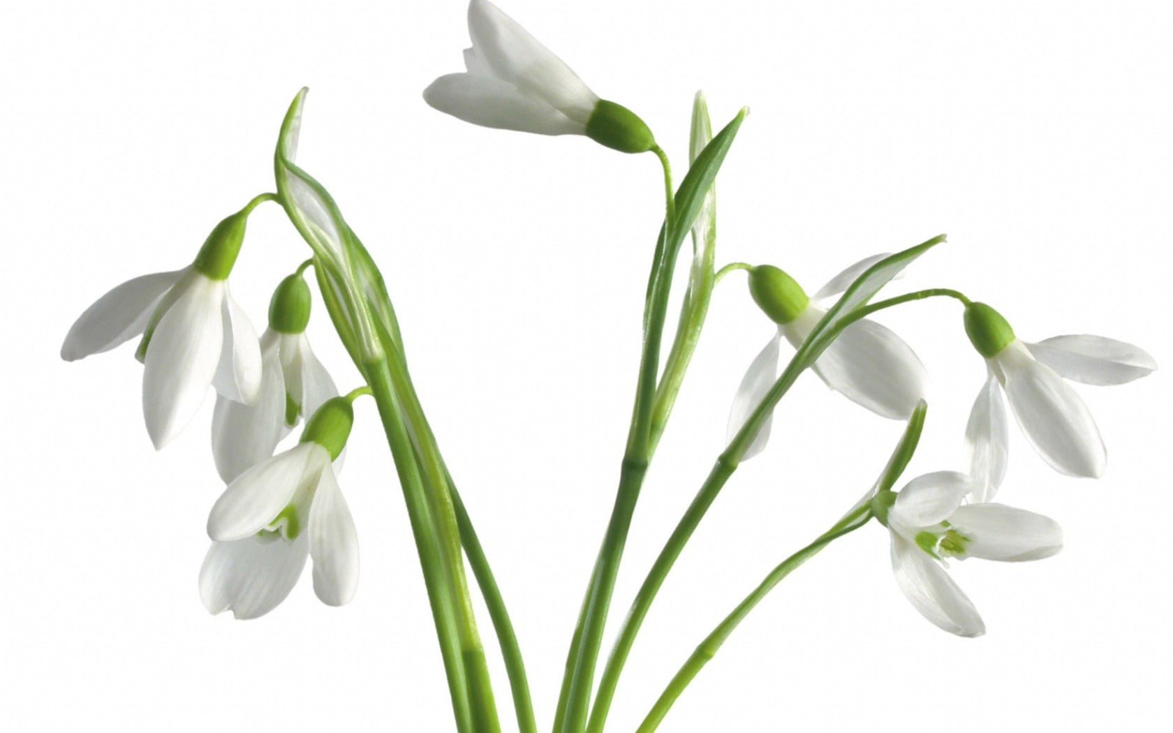 3840x2160 resolution | white Snowdrop flowers in closeup photo\] HD ...