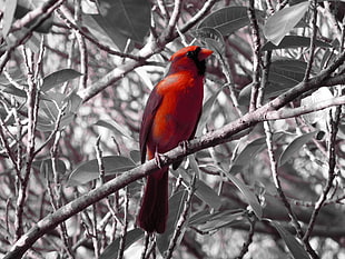 selective color red bird HD wallpaper