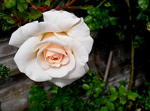 white and pink Rose flower