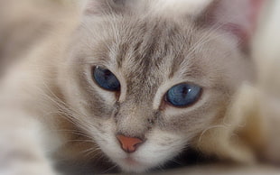 closeup photo of beige tabby cat