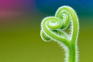 green curling stem selective-focus photography HD wallpaper