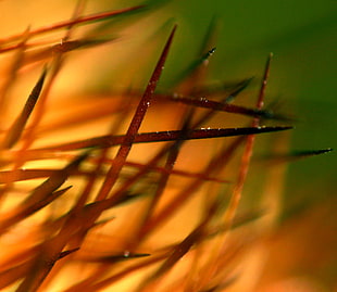 macro photography of brown grass