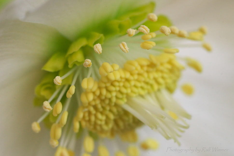 macro photo of flower pollen, helleborus niger HD wallpaper