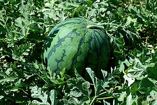 closeup photo of watermelon