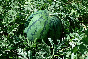 closeup photo of watermelon HD wallpaper