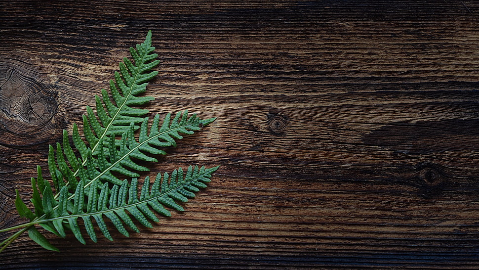 green leaves, plants, wood HD wallpaper
