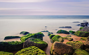 green moss covered rock on seashore during golden hour