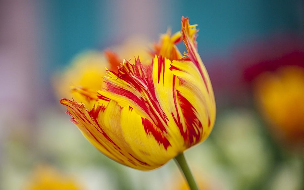 yellow-and-red Tulip flower HD wallpaper