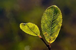 selective focus photography of 2 green leaves HD wallpaper