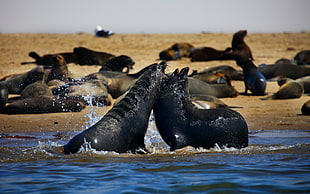 black sea lions on water HD wallpaper