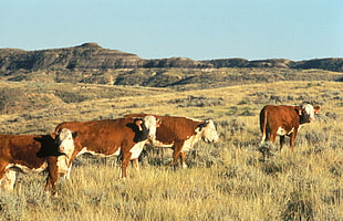 four brown-and-white cows on green grass field