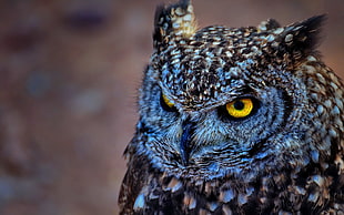 black and brown owl, owl, animals, birds