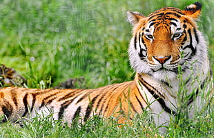 brown tiger on grass HD wallpaper