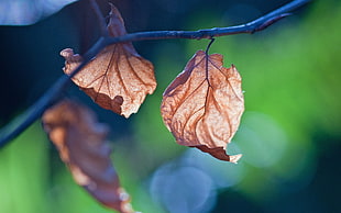 focus photography of brown leaf