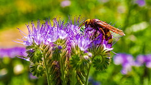 brown and yellow Paper Wasp perched on purple petaled flower at daytime