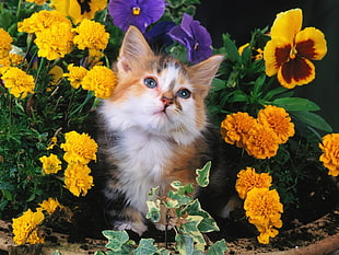 close up photo of a Calico cat surrounded with yellow and purple flowers