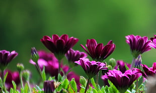 close-up photo of pink Osteospermum flowers in bloom HD wallpaper