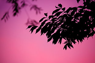 Silhouettes of Leaves during Dawn HD wallpaper