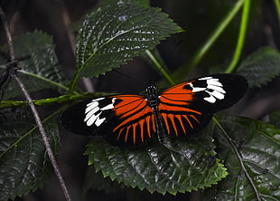 orange and black butterfly on green leaf plant, madeira