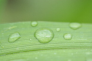 close up image of water on green leaf HD wallpaper