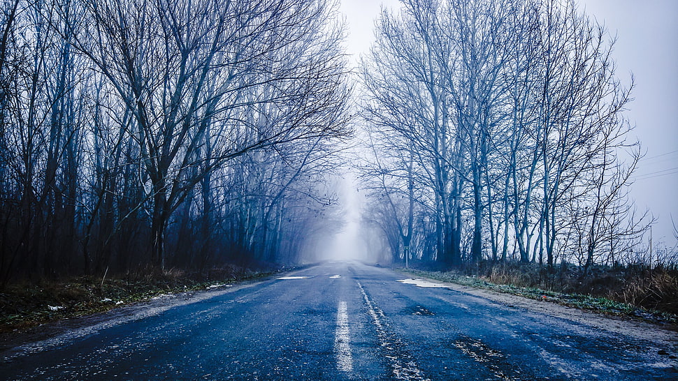blue and white trees painting, Hungary, road, mist, trees HD wallpaper