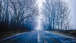 blue and white trees painting, Hungary, road, mist, trees