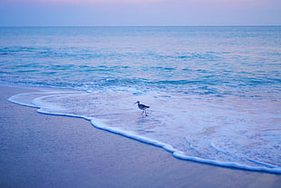 willet bird on shore