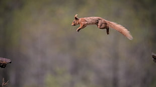 brown squirrel, squirrel, jumping, animals HD wallpaper