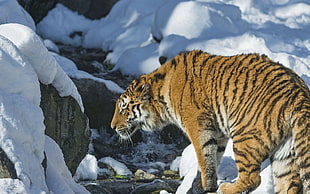 tiger beside stone with snow field