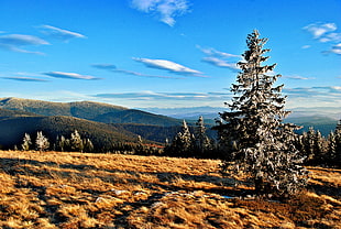pine trees on brown field at daytime