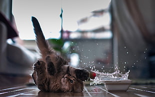 gray kitten, cat, Ben Torode, splashes, water