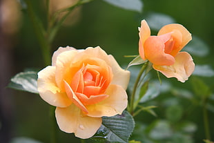 macro photography of orange flowers