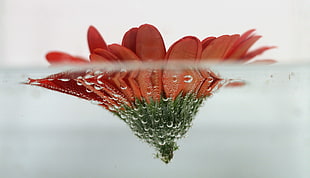 red daisy on water half-underwater photography
