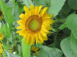 yellow sunflower during daytime