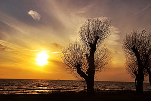silhouette photo of trees during golden hour HD wallpaper